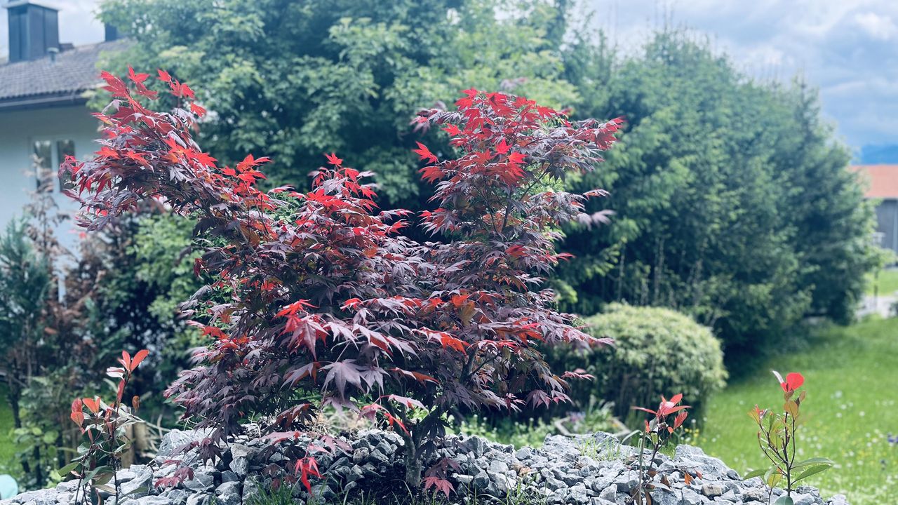 Neugestaltung Garten Neugestaltung Garten